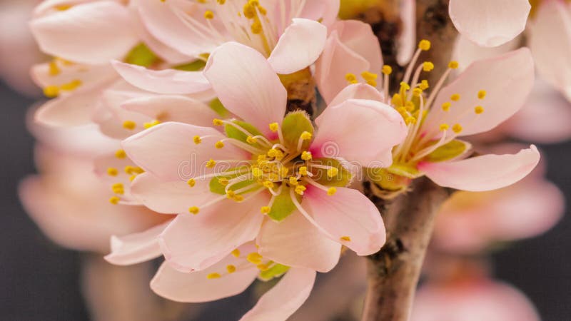 Abrikozenbloem het tot bloei komen