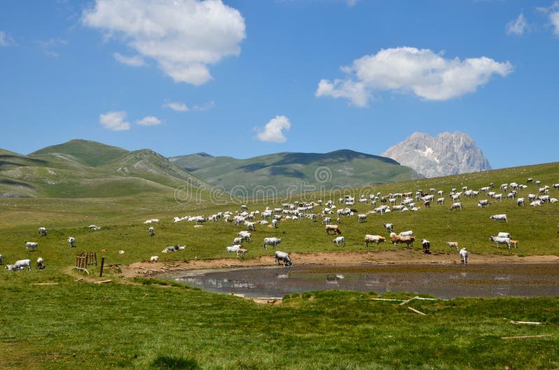 Abruzzo mountains with many cows. Abruzzo mountains with many cows