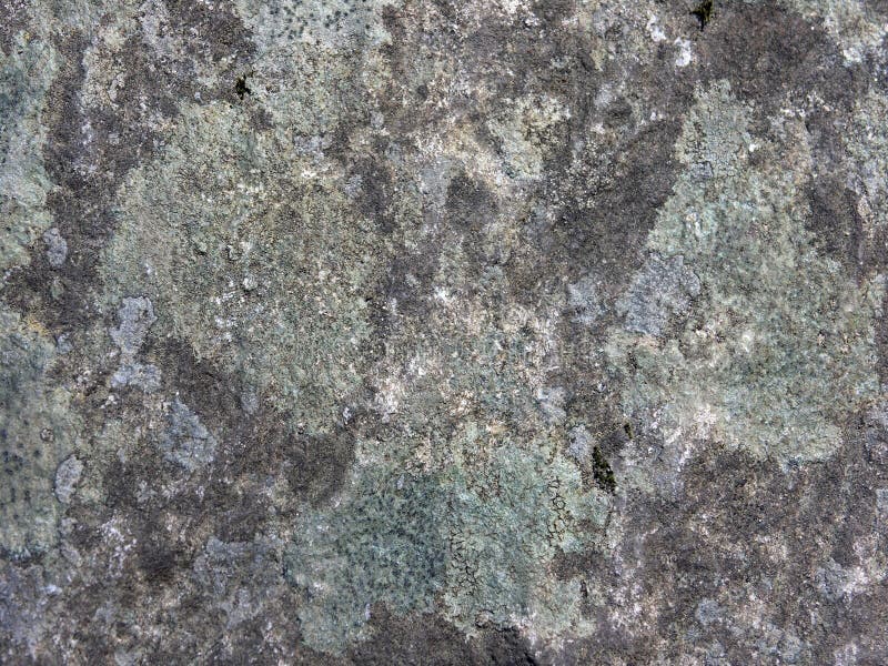 Abrégé sur lichen et roche