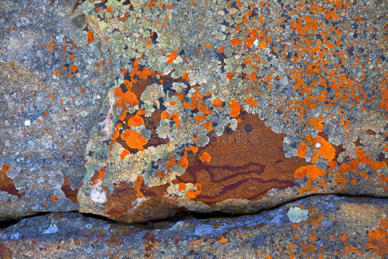 Abrégés sur lichen