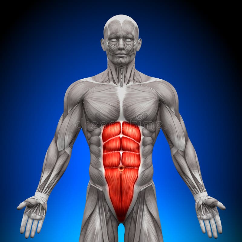 ABS - Anatomie-Muskeln vektor abbildung ABS - Anatomie-Muskeln vektor abbildung
