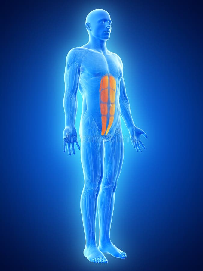 The abs muscles stock illustration. Illustration of human 39791411