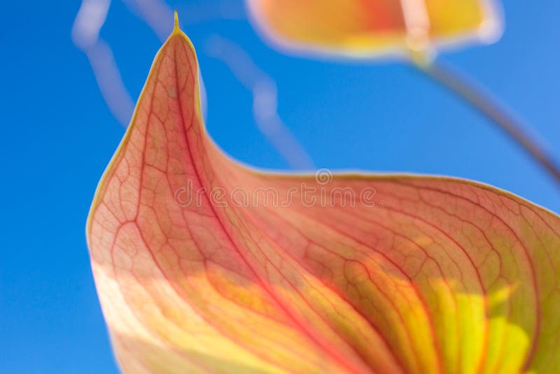 Abschluss herauf den Marienkäfer, der auf frische Blütenschweifblume mit unscharfem Hintergrund kriecht Ereignisdekoration mit fr lizenzfreie stockfotografie Abschluss herauf den Marienkäfer, der auf frische Blütenschweifblume mit unscharfem Hintergrund kriecht Ereignisdekoration mit fr lizenzfreie stockfotografie