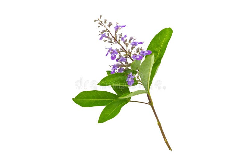Abschluss herauf violettes Blume Vitex-trifolia Linn oder indisches Liguster ist Kraut in Thailand, lokalisiert auf Weiß Gespeich stockfotos Abschluss herauf violettes Blume Vitex-trifolia Linn oder indisches Liguster ist Kraut in Thailand, lokalisiert auf Weiß Gespeich stockfotos