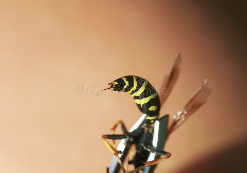 Close - up of the wasp abdomen with a venomous sting protruding is clamped in metal forceps. Close - up of the wasp abdomen with a venomous sting protruding is clamped in metal forceps