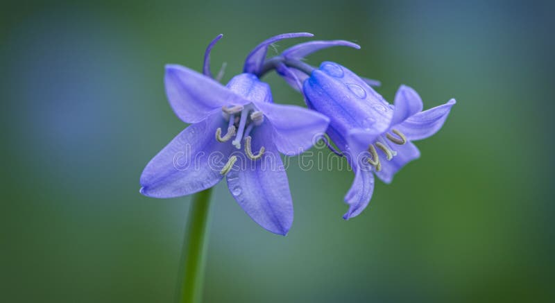 Abschluss von drei Bluebell-Wildblumen mit zarten bellförmigen Blüten. vektor abbildung