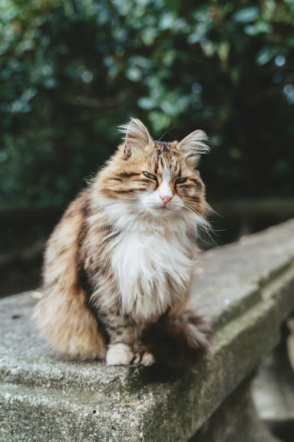 Abschlussporträt einer süßen, streunenden, bräunlichen Katze auf grünem Blattboden. eine flauschige Katze sitzt auf einem Stein stockbild