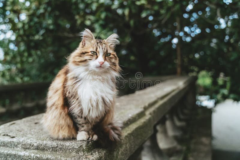 Abschlussporträt einer süßen, streunenden, bräunlichen Katze auf grünem Blattboden. eine flauschige Katze sitzt auf einem Stein stockbilder