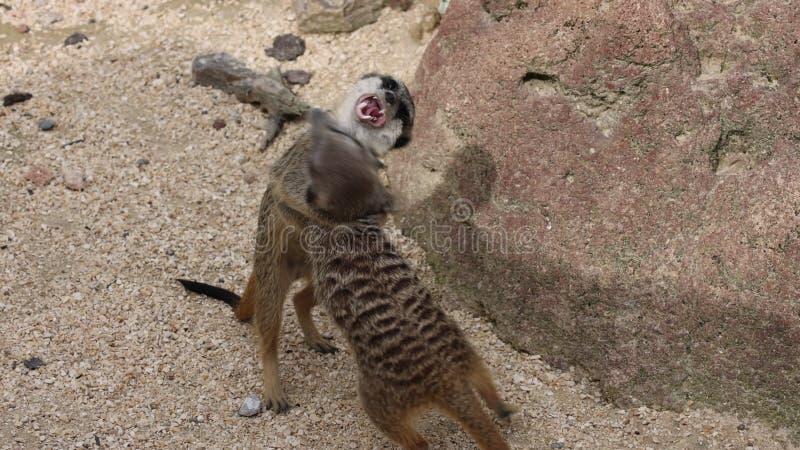 Abschlussvideo von zwei Fleischerkatzen, die im Sand kämpfen