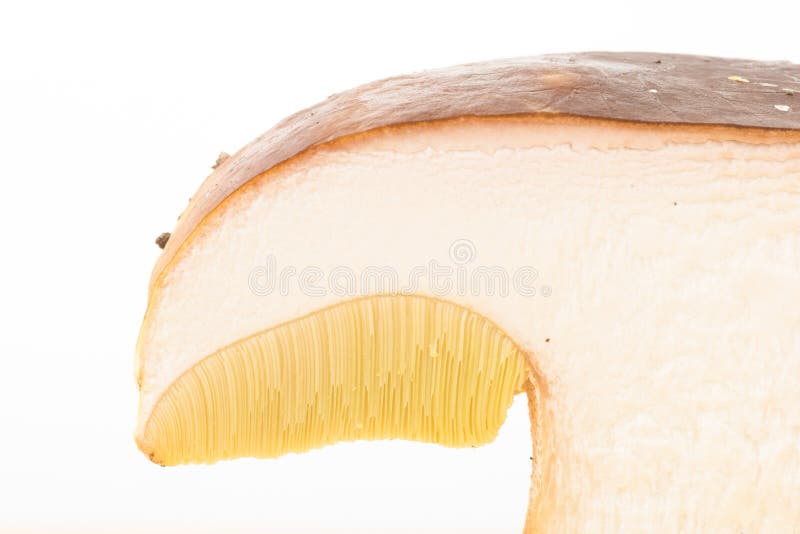 Abschnitt von Boletus, porcini Pilz auf weißem Hintergrund