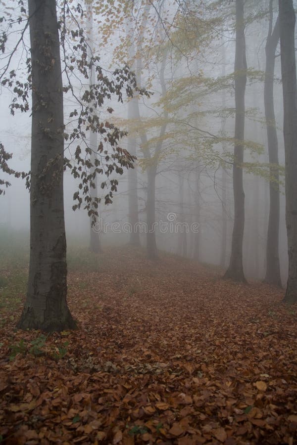 Nice deep fog in beech forest. Nice deep fog in beech forest