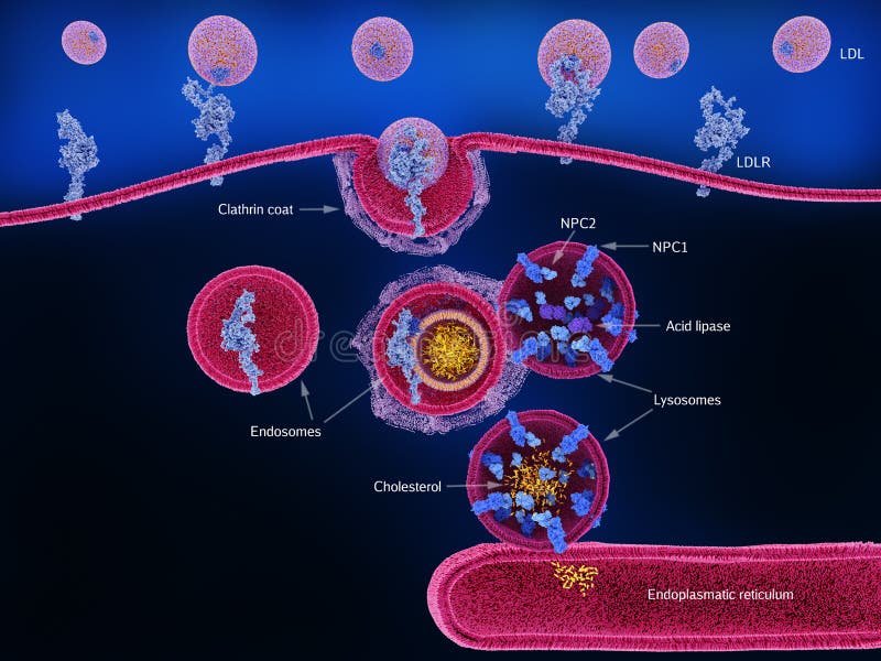 Absorption et traitement du cholestérol dans une cellule humaine. Après la liaison au récepteur ldl bleu, les particules de lipoprotéines de faible densité livrent les cholestérol-lesters jaunes aux lysosomes où ils sont traités par les enzymes npc2 et npc1, puis transportés au réticulum endoplasmatique pour un traitement ultérieur