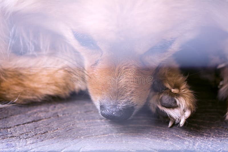Abstract animal background,close up pity brown pomeranian stock photo