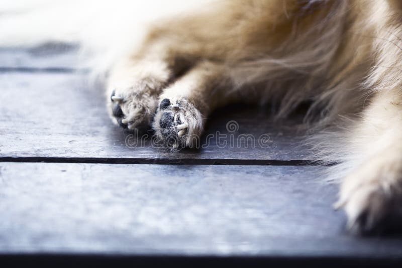 Abstract animal background,foots of brown pomeranian stock image