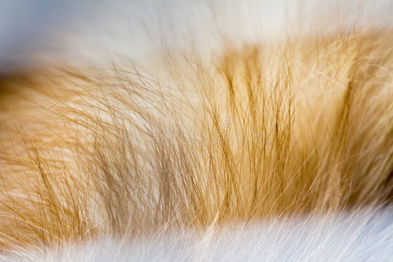 Abstract animal background,fur of brown pomeranian stock photography