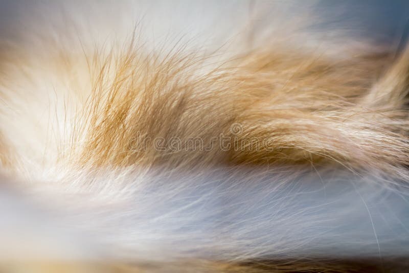 Abstract animal background,fur of brown pomeranian stock image