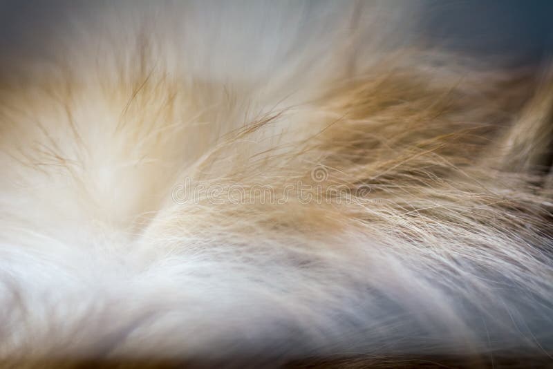 Abstract animal background,fur of brown pomeranian stock photos