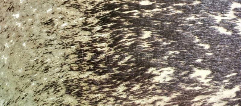 Abstract Animal Fur Skin Pattern Background Texture stock photo