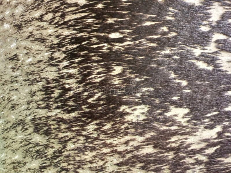 Abstract Animal Fur Skin Pattern Background Texture stock photo