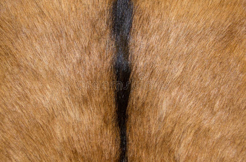 Abstract animal fur texture royalty free stock image
