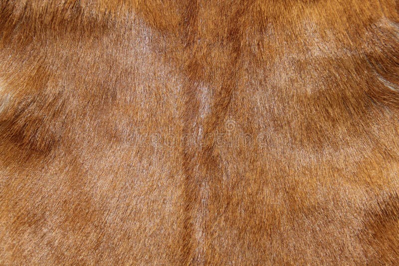 Abstract animal fur texture royalty free stock images