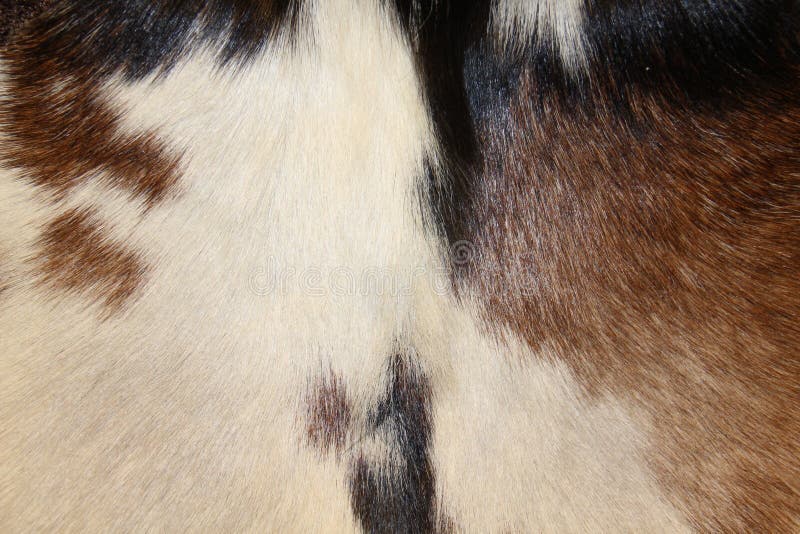 Abstract animal fur texture stock photos
