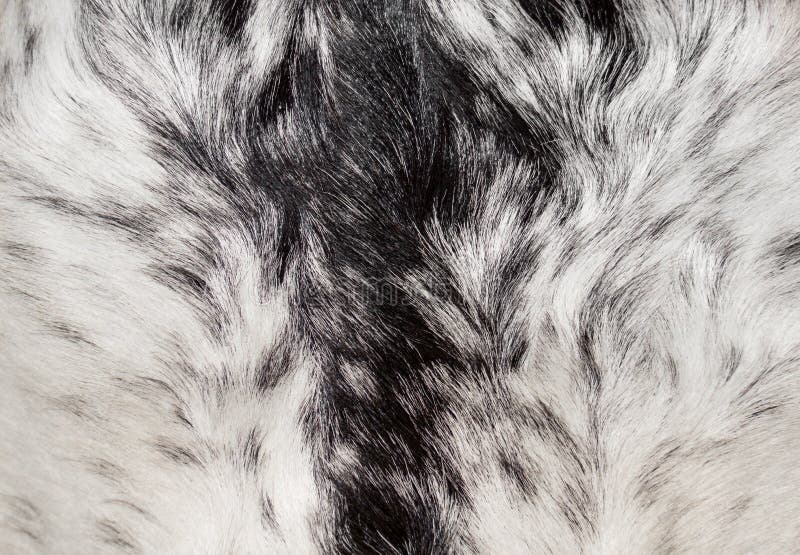 Abstract animal fur texture stock images