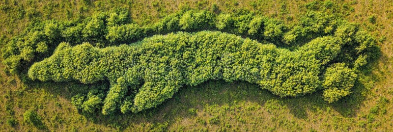 Abstract Animal Shape Formed by Treetops Reveals Forest Connection From Aerial View in Vibrant Green Landscape stock images