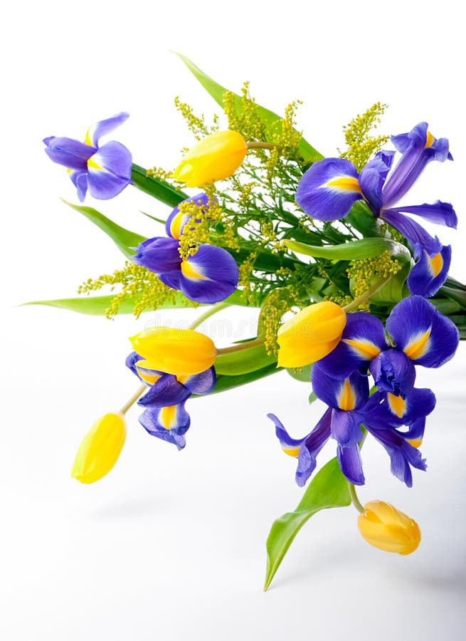 Abstract arrangement of purple irises, yellow tulips and mimosa on white background royalty free stock photography Abstract arrangement of purple irises, yellow tulips and mimosa on white background royalty free stock photography