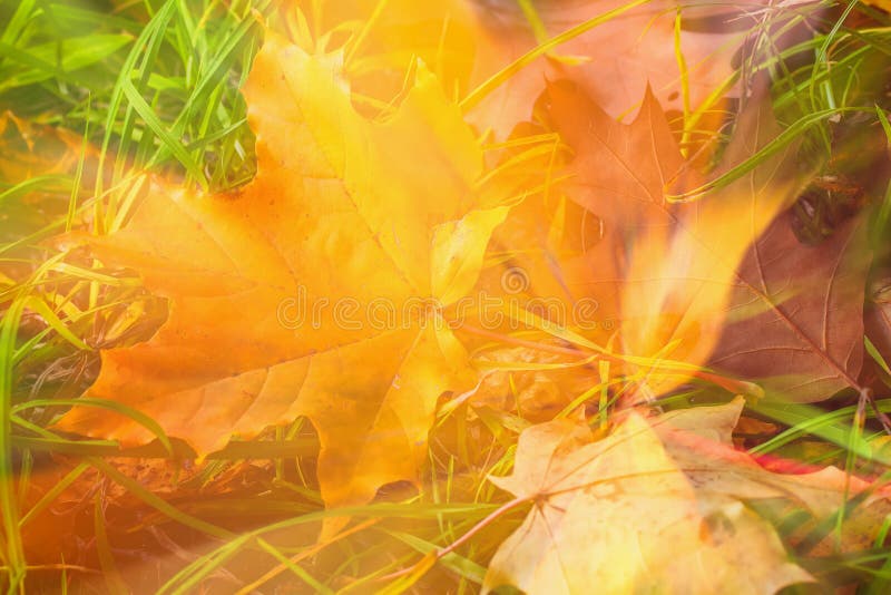 Abstract autumn background. Blurred fallen colorful autumn leaf of maple in grass, natural fall art