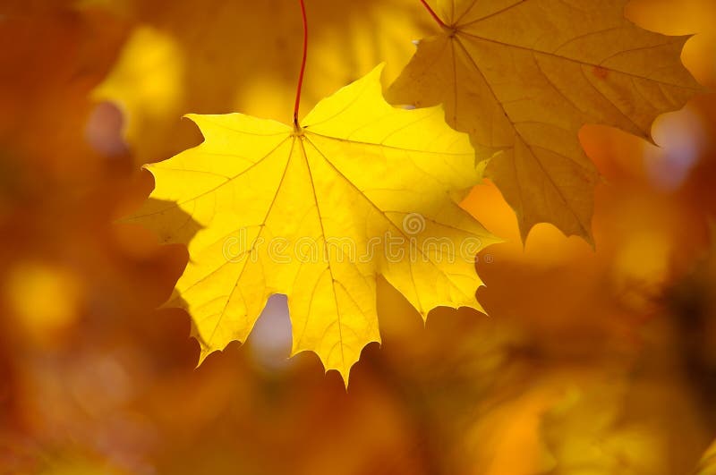 Abstract autumn background, old orange maple leaves, dry tree foliage, soft focus,