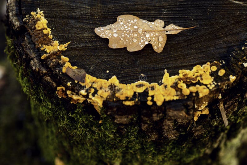 Abstract autumn leaves over old wooden background with copy space.