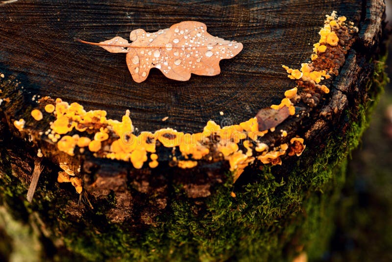 Abstract autumn leaves over old wooden background with copy space.