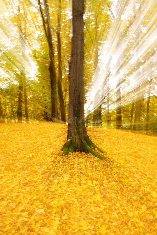 Abstract sun ray forest in autumn time. Abstract sun ray forest in autumn time