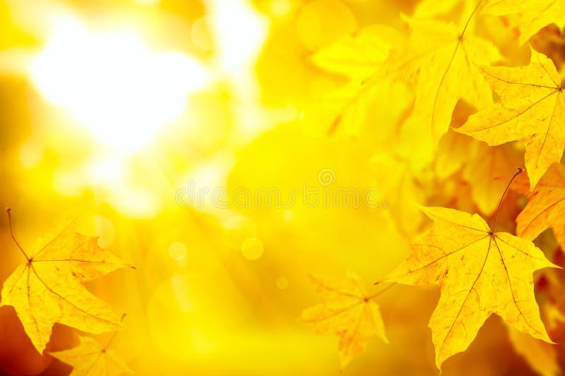 Abstract Autumn Yellow Leaves Nature Background Stock Image - Image of  sale, abstract: 32985401