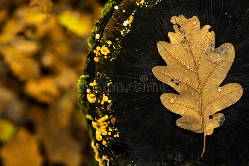 Abstract background of autumn leaves. Autumn leaves over old wooden background with copy space.