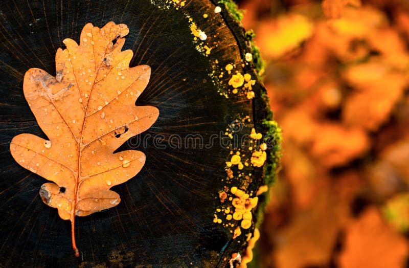 Abstract background of autumn leaves. Autumn leaves over old wooden background with copy space.