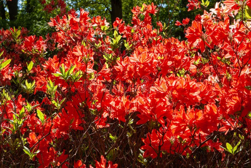 Abstract background of blooming rhododendron of red color.