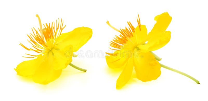 Hoa mai vàng là biểu tượng của Tết Nguyên Đán, mang đến sự tươi vui và may mắn cho cả gia đình. Hình ảnh về loài hoa này với màu sắc rực rỡ và nét hoa đẹp tuyệt vời sẽ khiến bạn ngưỡng mộ và thích thú.