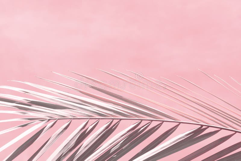 Abstract Background Coral Color with Gray Branches of Palm Trees. Stock