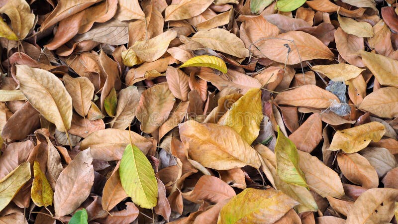 Abstract Background, Dry Leaves on the Ground in the Forest, Stock Photo - Image of color, ground: 148946788 Abstract Background, Dry Leaves on the Ground in the Forest, Stock Photo - Image of color, ground: 148946788