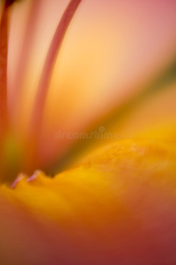 Abstract background Flower detail