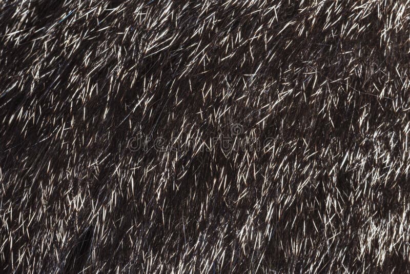 Fur Template Fur Template
