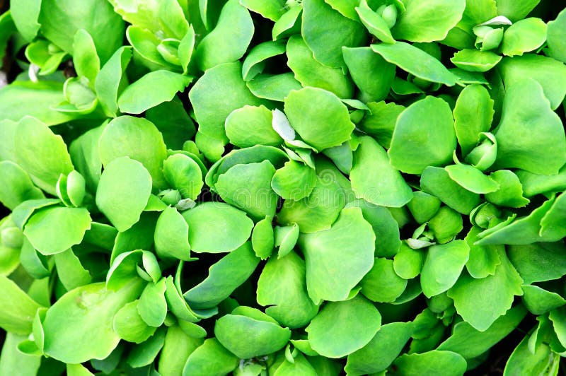 Abstract background of green leaves plant