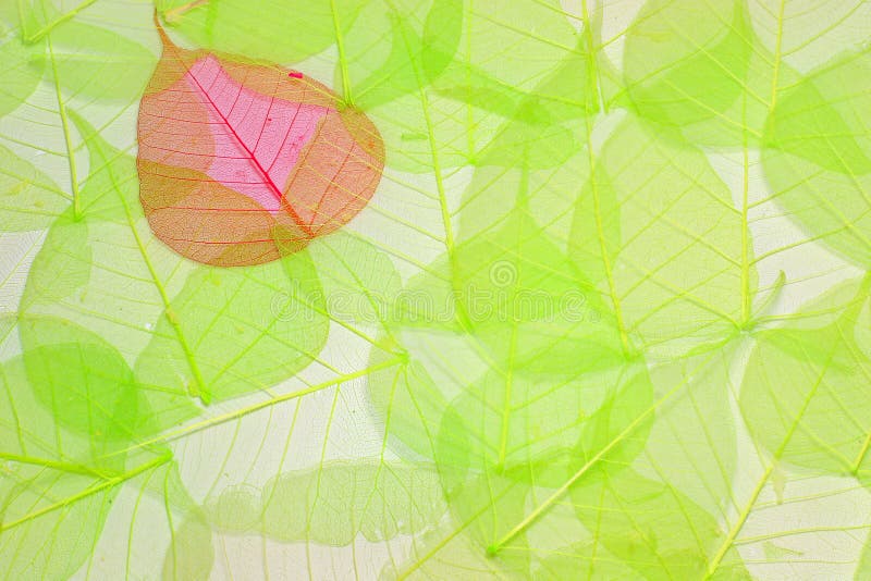 Abstract background made of green and red leaves