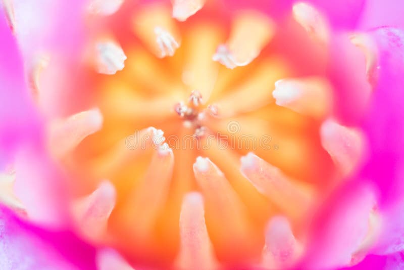 Abstract background of pink water lilly stock photos Abstract background of pink water lilly stock photos