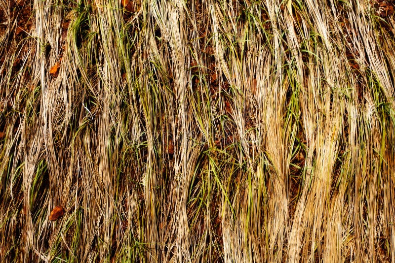 Abstract background from sea grass