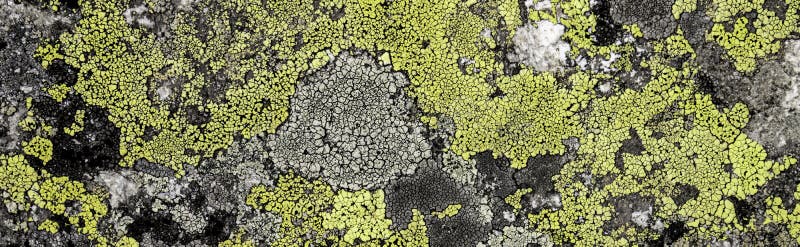 36 030 Stone Moss Texture Photos Free Royalty Free Stock Photos From Dreamstime