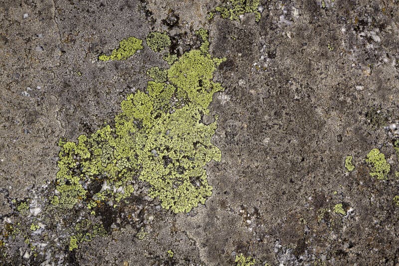 36 030 Stone Moss Texture Photos Free Royalty Free Stock Photos From Dreamstime