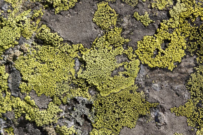 36 030 Stone Moss Texture Photos Free Royalty Free Stock Photos From Dreamstime
